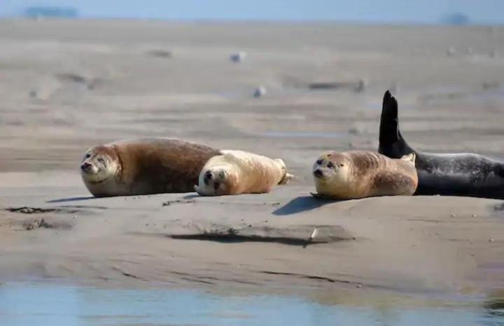 Gite Escale Oceania En Baie De Somme A Ault, 50M De La Mer Εξωτερικό φωτογραφία